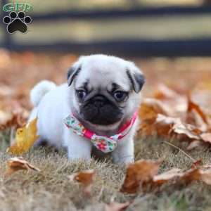 Indie, Pug Puppy