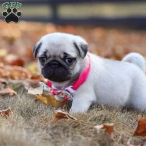Indie, Pug Puppy
