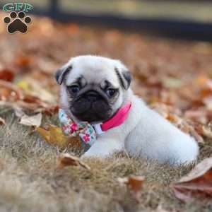 Indie, Pug Puppy