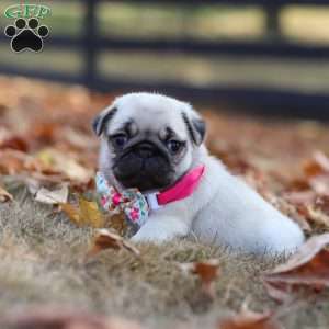 Indie, Pug Puppy