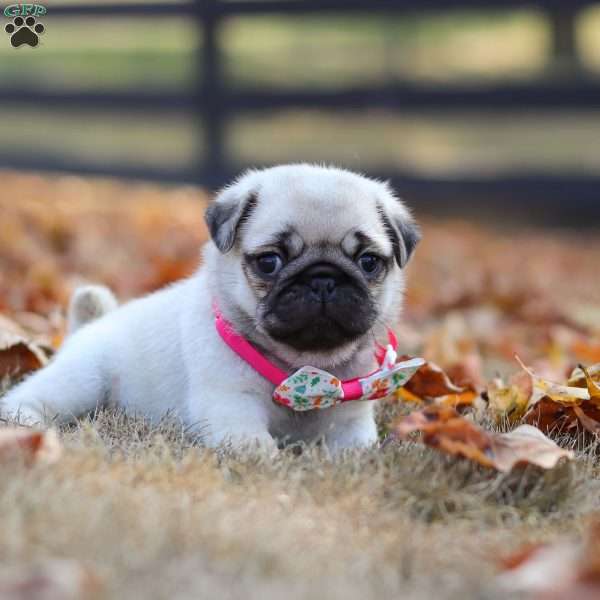 Indie, Pug Puppy