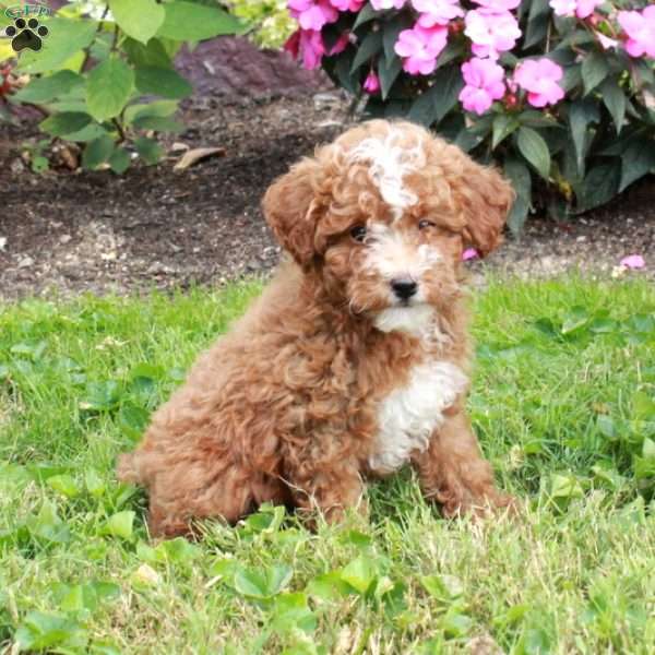Indy, Miniature Poodle Puppy