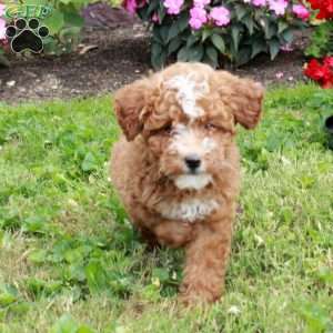 Indy, Miniature Poodle Puppy