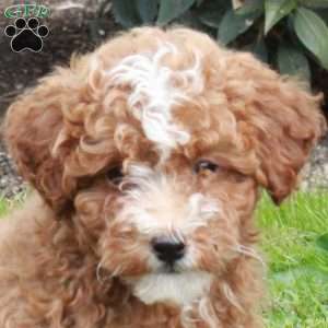 Indy, Miniature Poodle Puppy