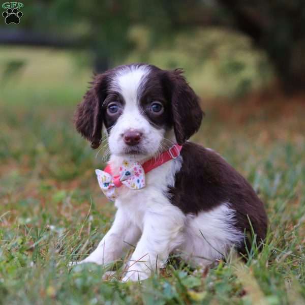 Irene, English Springer Spaniel Puppy