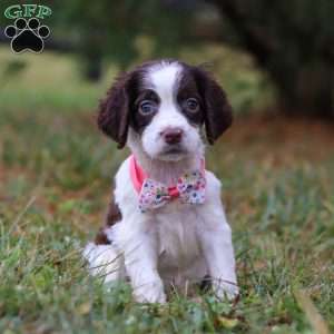 Irene, English Springer Spaniel Puppy