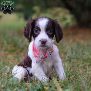 Irene, English Springer Spaniel Puppy