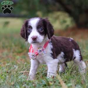 Irene, English Springer Spaniel Puppy
