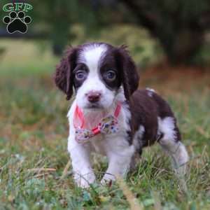 Irene, English Springer Spaniel Puppy
