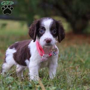 Irene, English Springer Spaniel Puppy