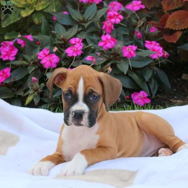 Irene, Boxer Puppy