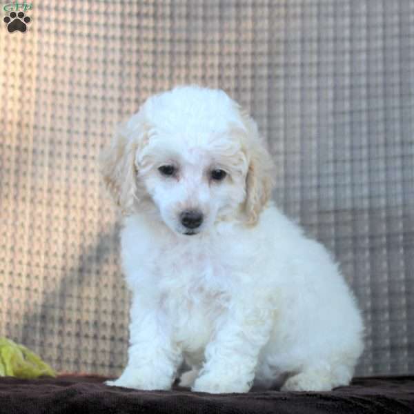 Irene, Toy Poodle Puppy