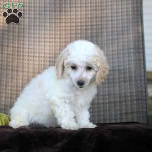 Irene, Toy Poodle Puppy