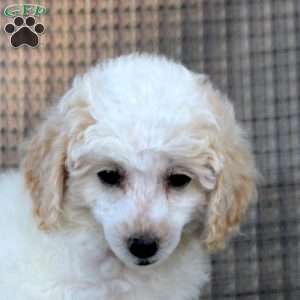 Irene, Toy Poodle Puppy