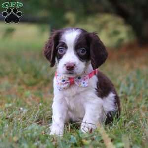 Irene, English Springer Spaniel Puppy