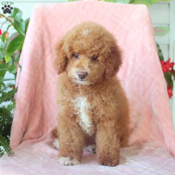Iris, Toy Poodle Puppy