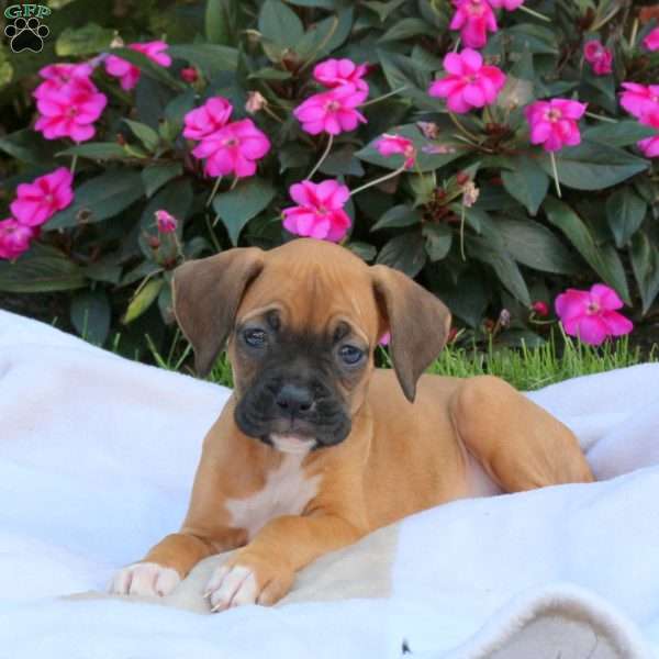 Iris, Boxer Puppy