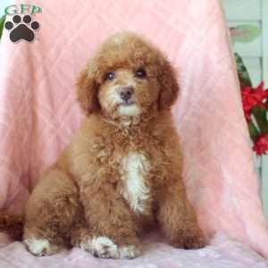 Iris, Toy Poodle Puppy