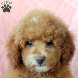 Iris, Toy Poodle Puppy