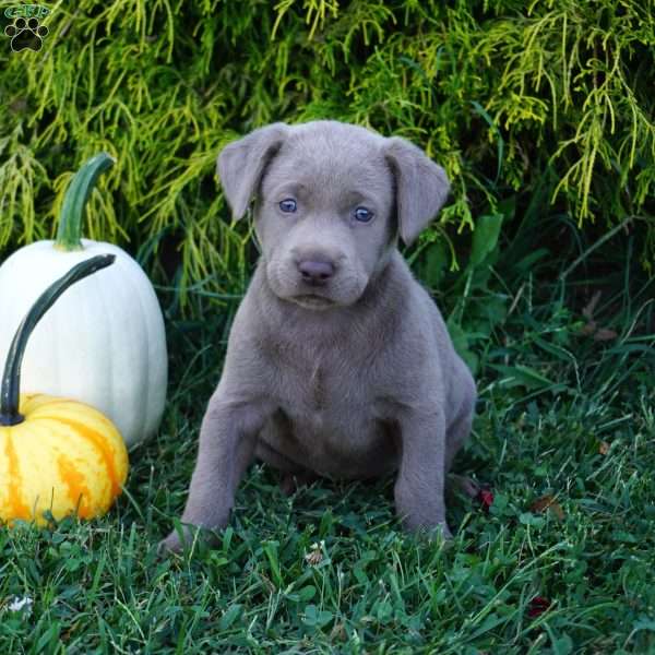 Iris, Silver Labrador Retriever Puppy