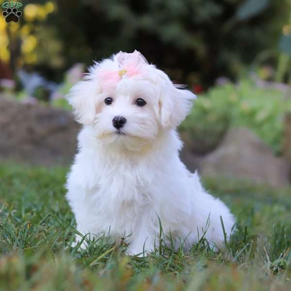 Iris, Maltipoo Puppy