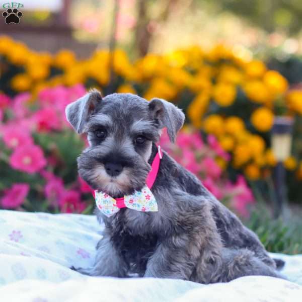 Iris, Miniature Schnauzer Puppy