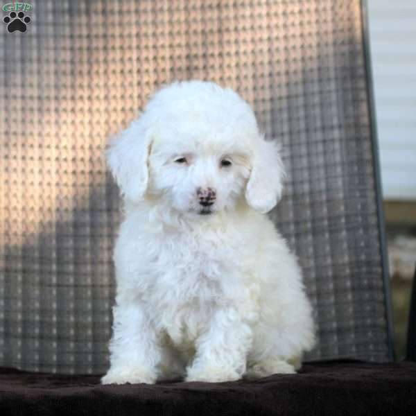 Isaac, Toy Poodle Puppy