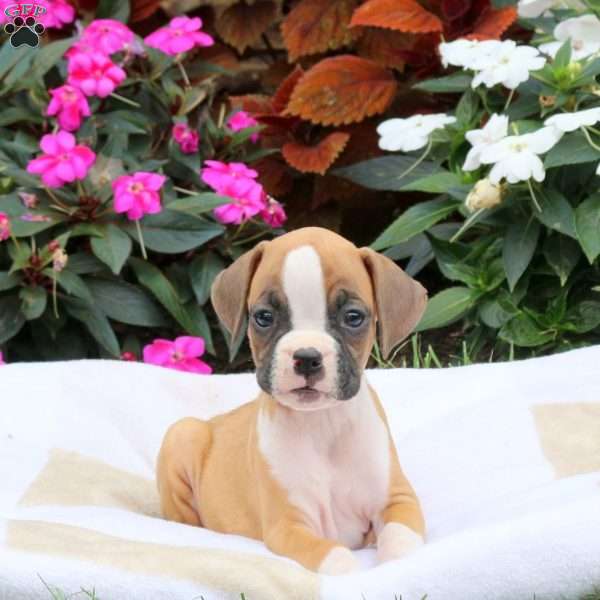 Isaac, Boxer Puppy