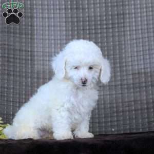 Isaac, Toy Poodle Puppy