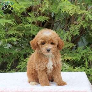 Isaac, Toy Poodle Puppy