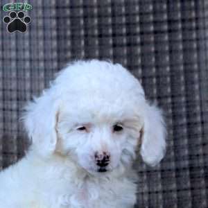 Isaac, Toy Poodle Puppy