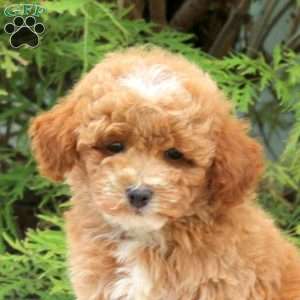 Isaac, Toy Poodle Puppy