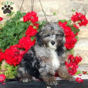 Isaac, Mini Goldendoodle Puppy