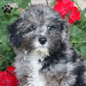 Isaac, Mini Goldendoodle Puppy