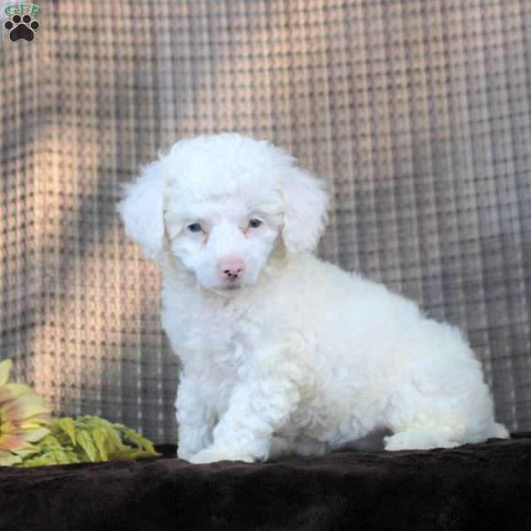Isabell, Toy Poodle Puppy