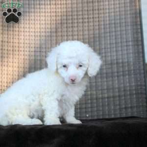 Isabell, Toy Poodle Puppy