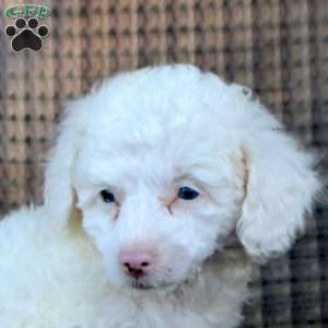Isabell, Toy Poodle Puppy