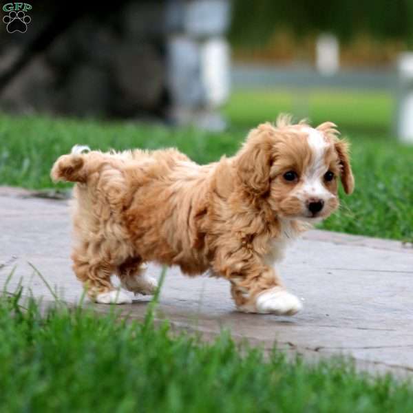 Isabelle, Cavapoo Puppy