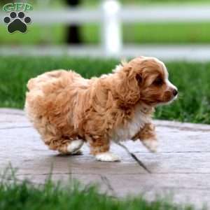 Isabelle, Cavapoo Puppy