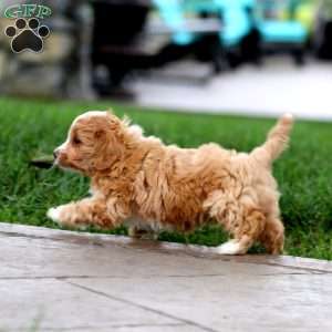 Isabelle, Cavapoo Puppy
