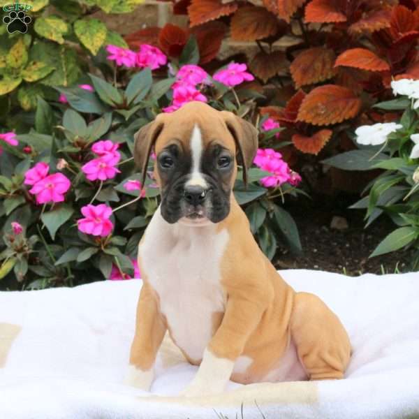 Isaiah, Boxer Puppy