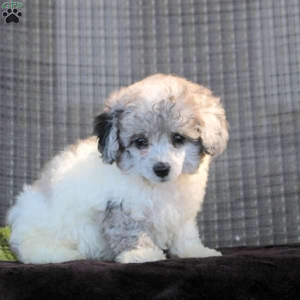 Isaiah, Toy Poodle Puppy