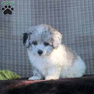 Isaiah, Toy Poodle Puppy