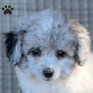 Isaiah, Toy Poodle Puppy