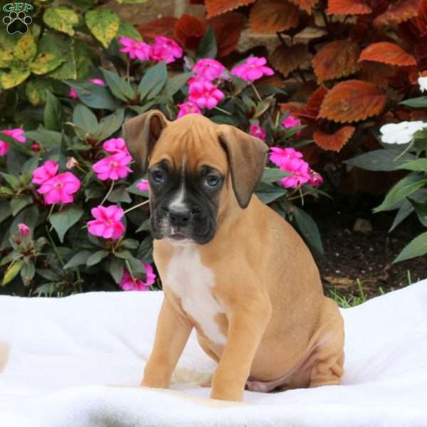 Ivan, Boxer Puppy