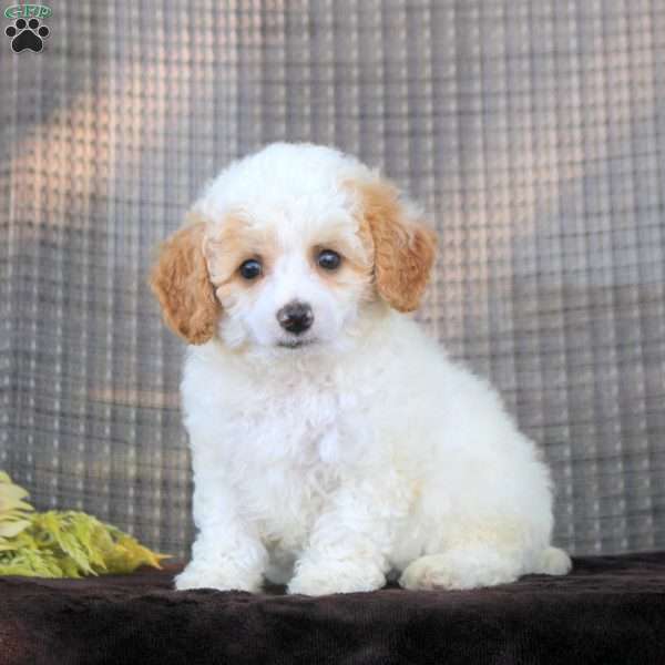Ivan, Toy Poodle Puppy