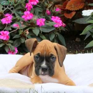 Ivan, Boxer Puppy