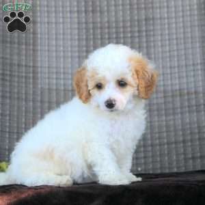 Ivan, Toy Poodle Puppy