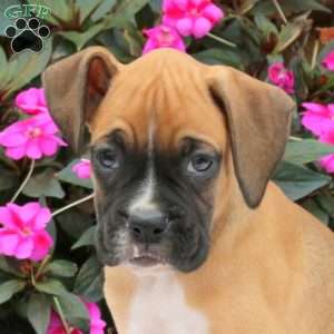 Ivan, Boxer Puppy