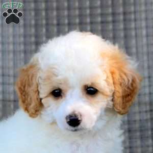 Ivan, Toy Poodle Puppy